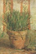 Vincent Van Gogh Flowerpot with Chives (nn04) oil painting on canvas